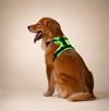 Rechargeable Light-Up LED Dog Harness for Night Walks