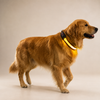 Rechargeable LED Dog Collar – Light-Up Safety Collar for Night Walks